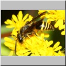 Ancistrocerus nigricornis - Faltenwespe m002a 9mm - Sandgrube Niedringhaussee-det.jpg